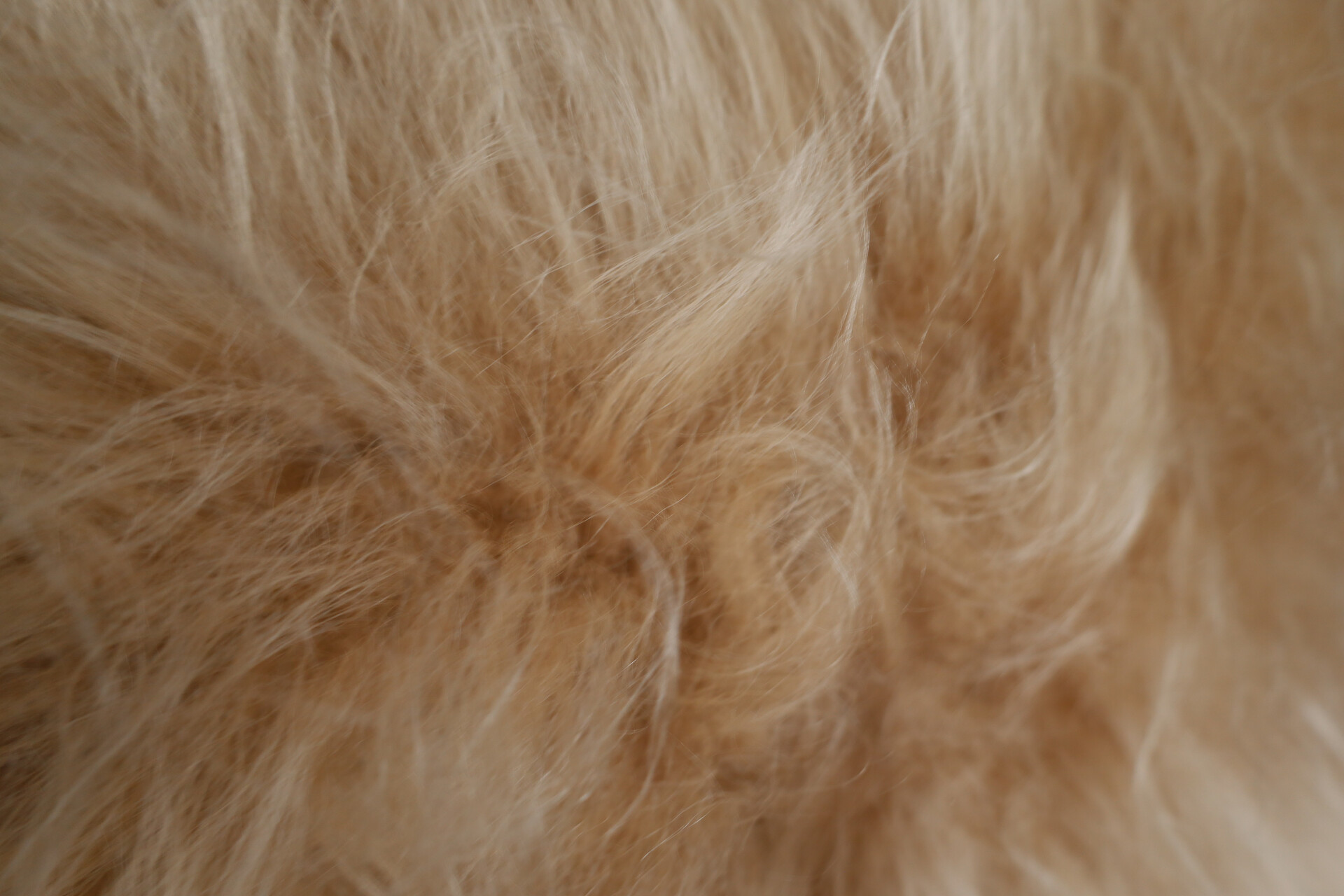 1940s Jindřich Halabala Lounge Chair in Icelandic Sheepskin, Bentwood, CZ Mid-20th century