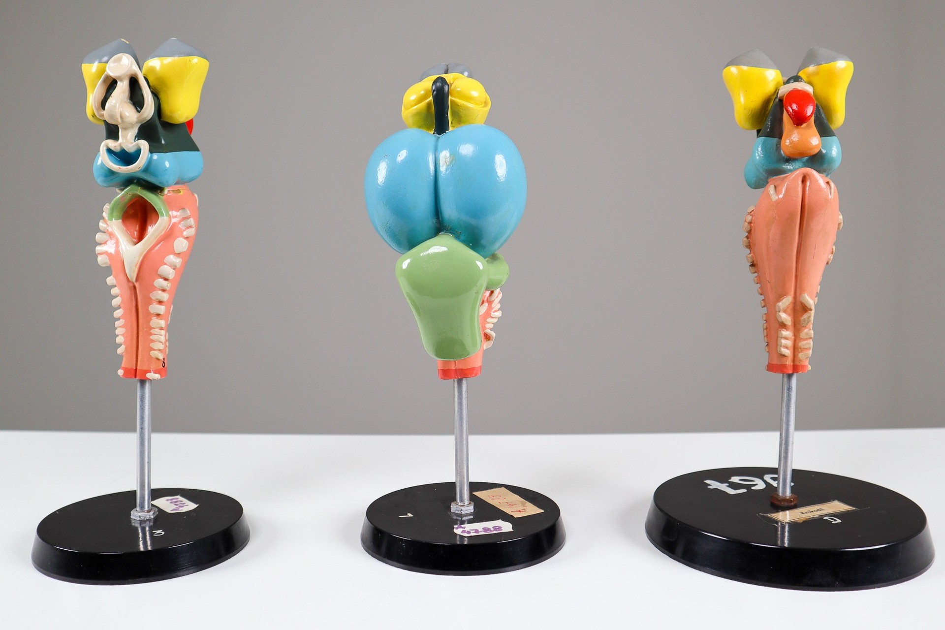 1960s Midcentury Design Anatomical Models University