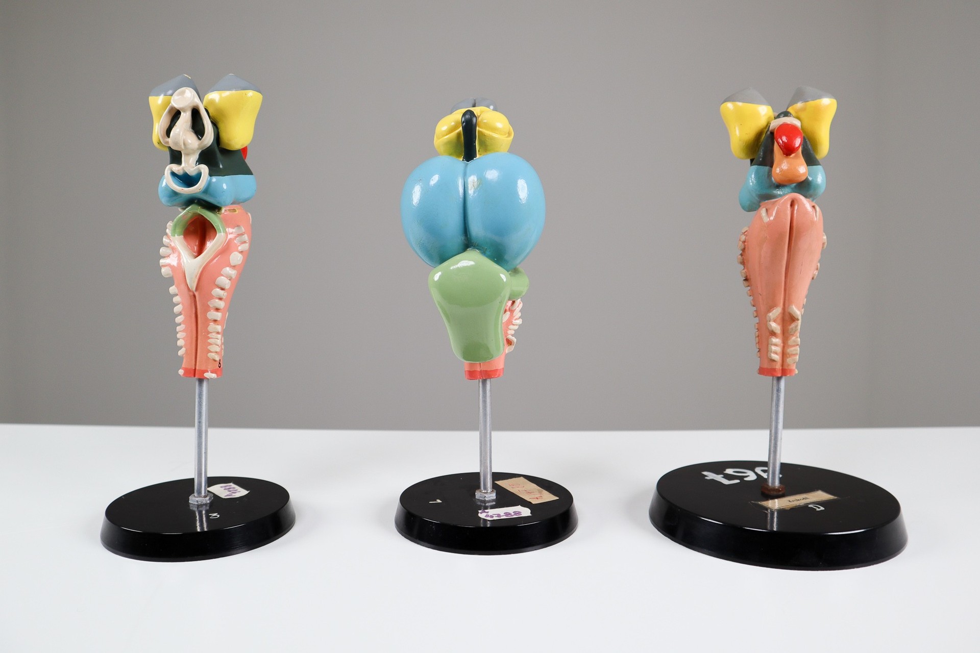 1960s Midcentury Design Anatomical Models University