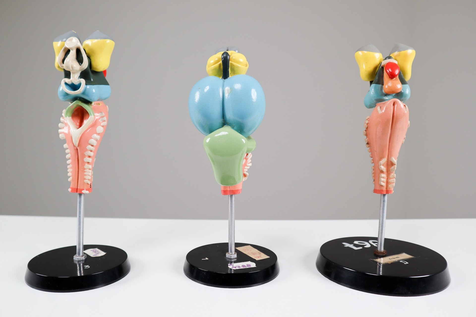 1960s Midcentury Design Anatomical Models University