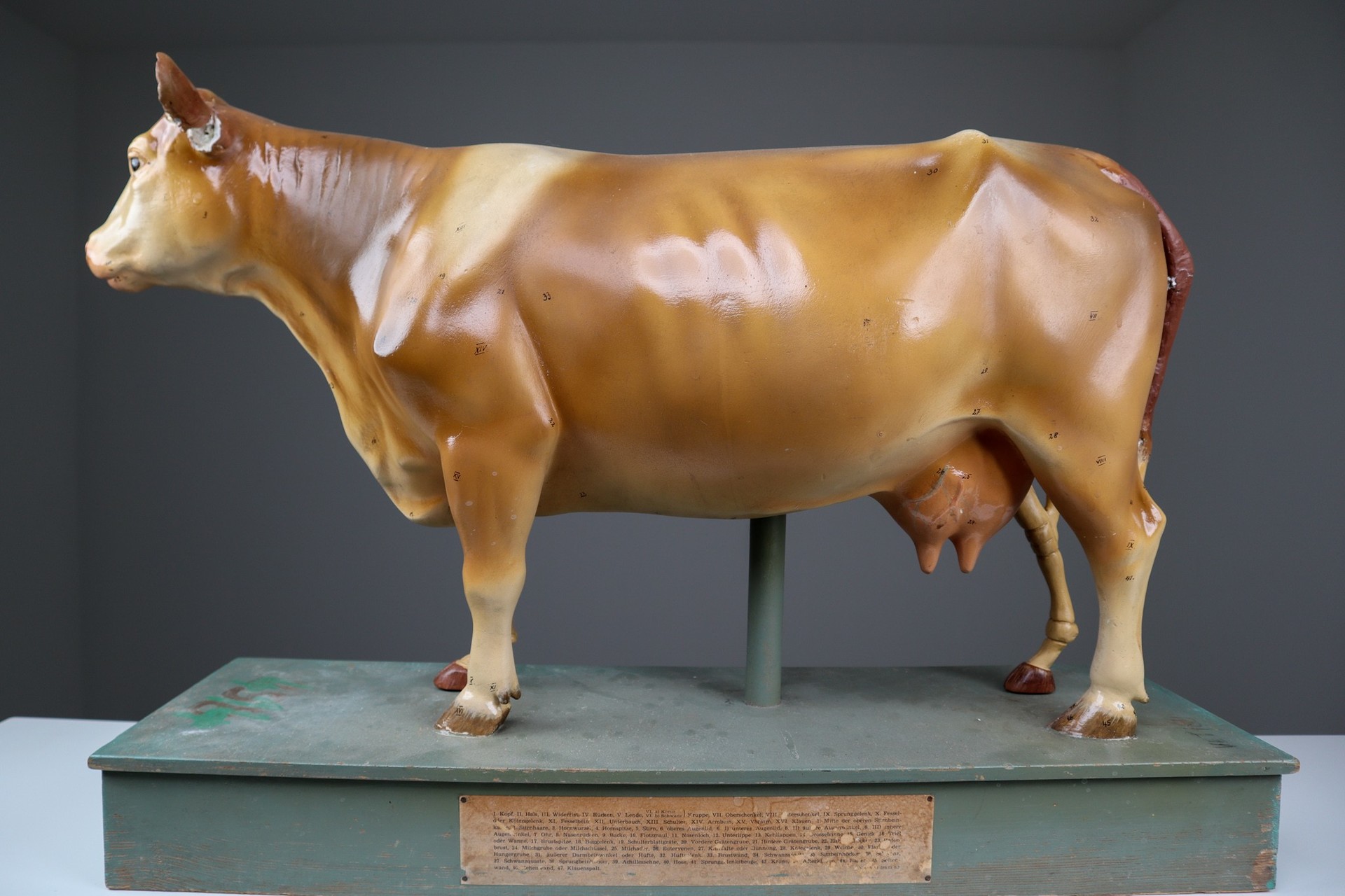 Anatomical Teaching Model 