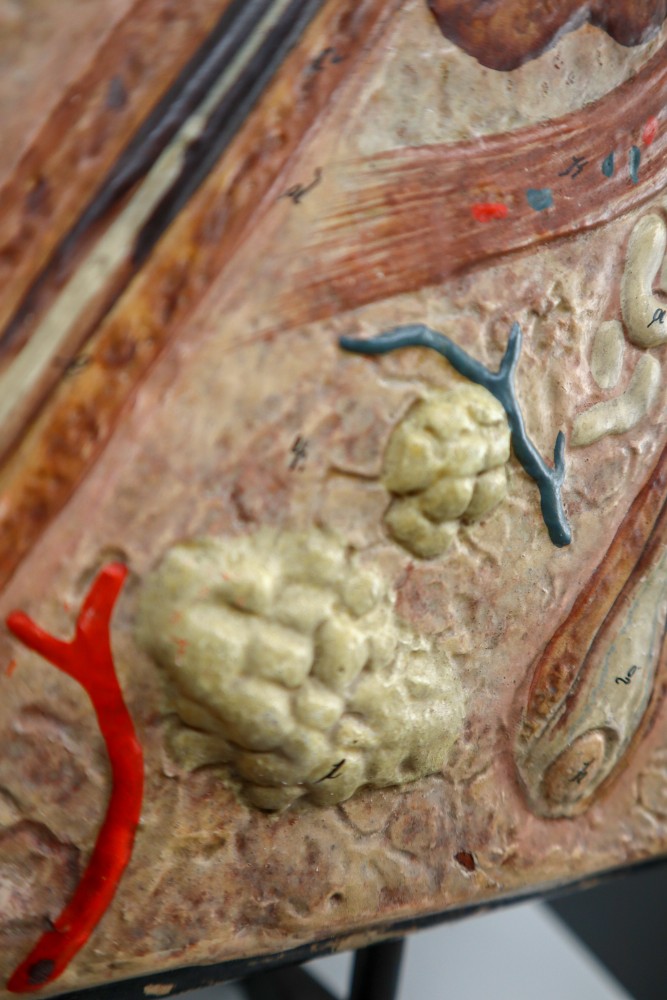 Anatomical teaching model made from wood and plaster on metal base Czech Republic 1930s. Small damages and repairs. But overall great shape. Size: W 13.5'' x H 18.5