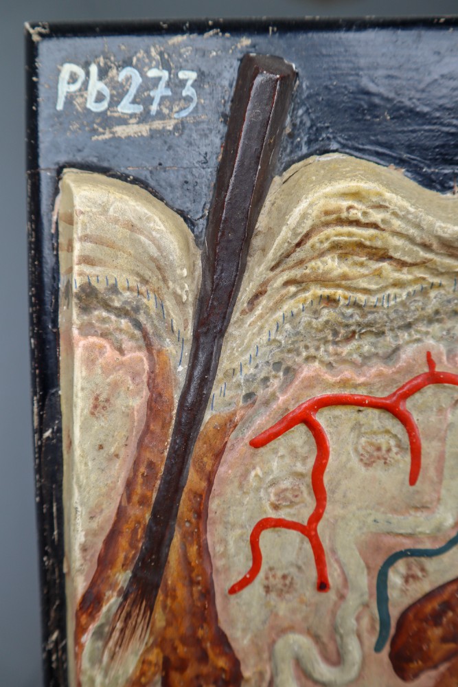 Anatomical teaching model made from wood and plaster on metal base Czech Republic 1930s. Small damages and repairs. But overall great shape. Size: W 13.5'' x H 18.5