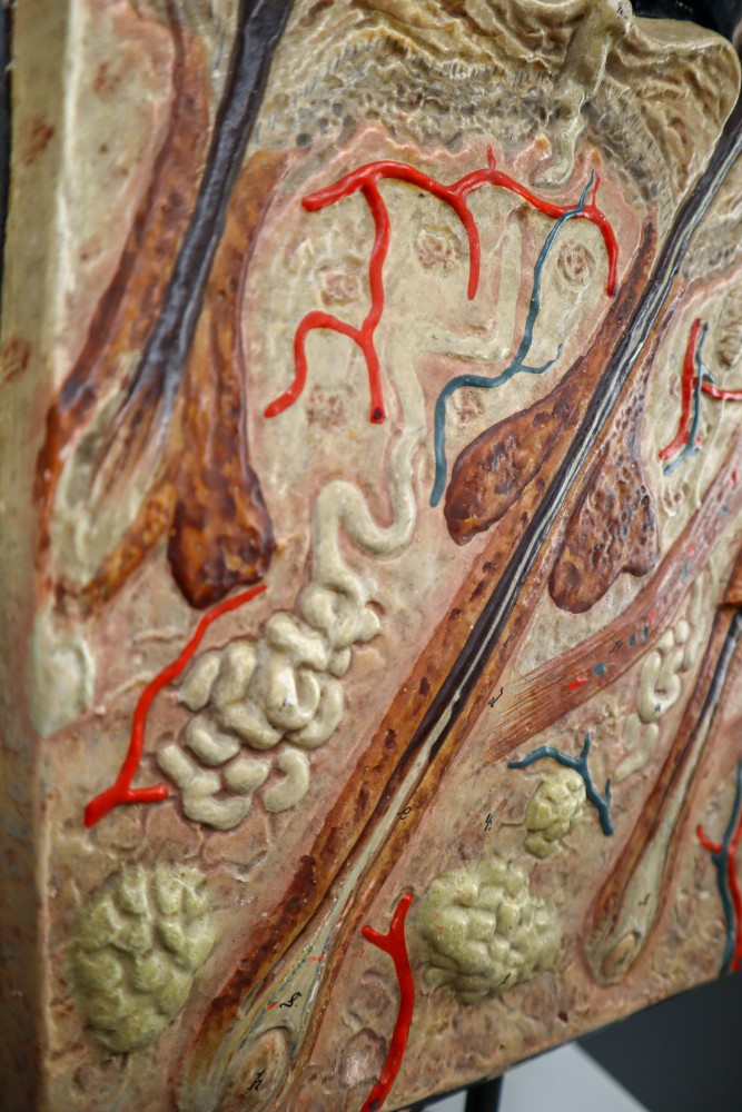 Anatomical teaching model made from wood and plaster on metal base Czech Republic 1930s. Small damages and repairs. But overall great shape. Size: W 13.5'' x H 18.5