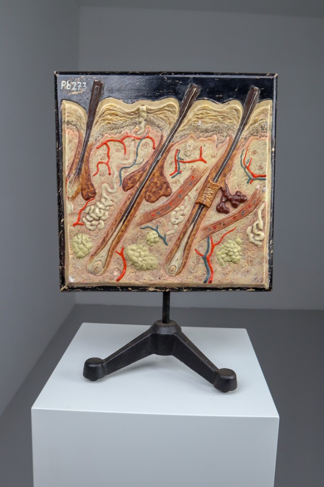 Anatomical teaching model made from wood and plaster on metal base Czech Republic 1930s. Small damages and repairs. But overall great shape. Size: W 13.5'' x H 18.5