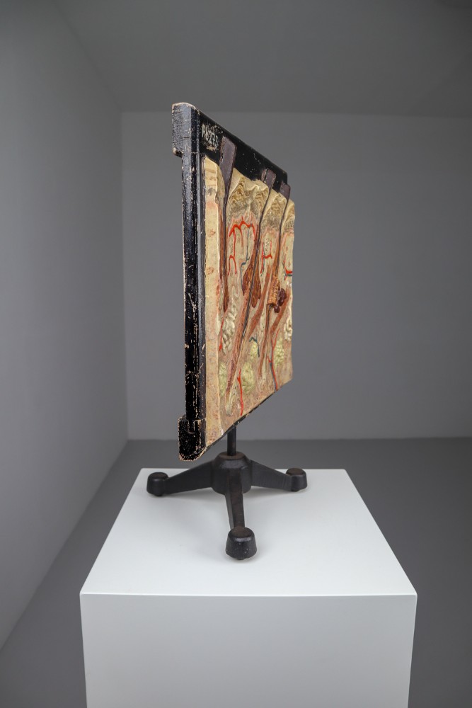 Anatomical teaching model made from wood and plaster on metal base Czech Republic 1930s. Small damages and repairs. But overall great shape. Size: W 13.5'' x H 18.5