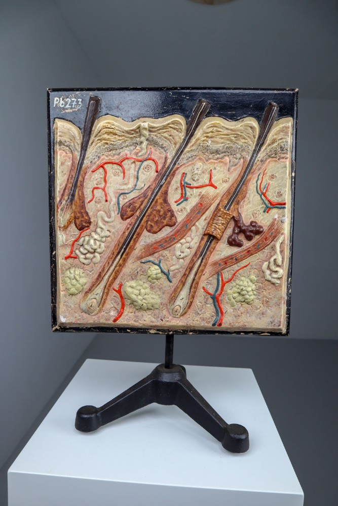 Anatomical teaching model made from wood and plaster on metal base Czech Republic 1930s. Small damages and repairs. But overall great shape. Size: W 13.5'' x H 18.5