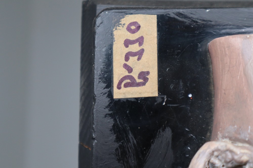 Anatomical teaching model made from wood and plaster on metal base Czech Republic 1930s. Small damages and repairs. But overall great shape. Size: W 13.5'' x H 18.5