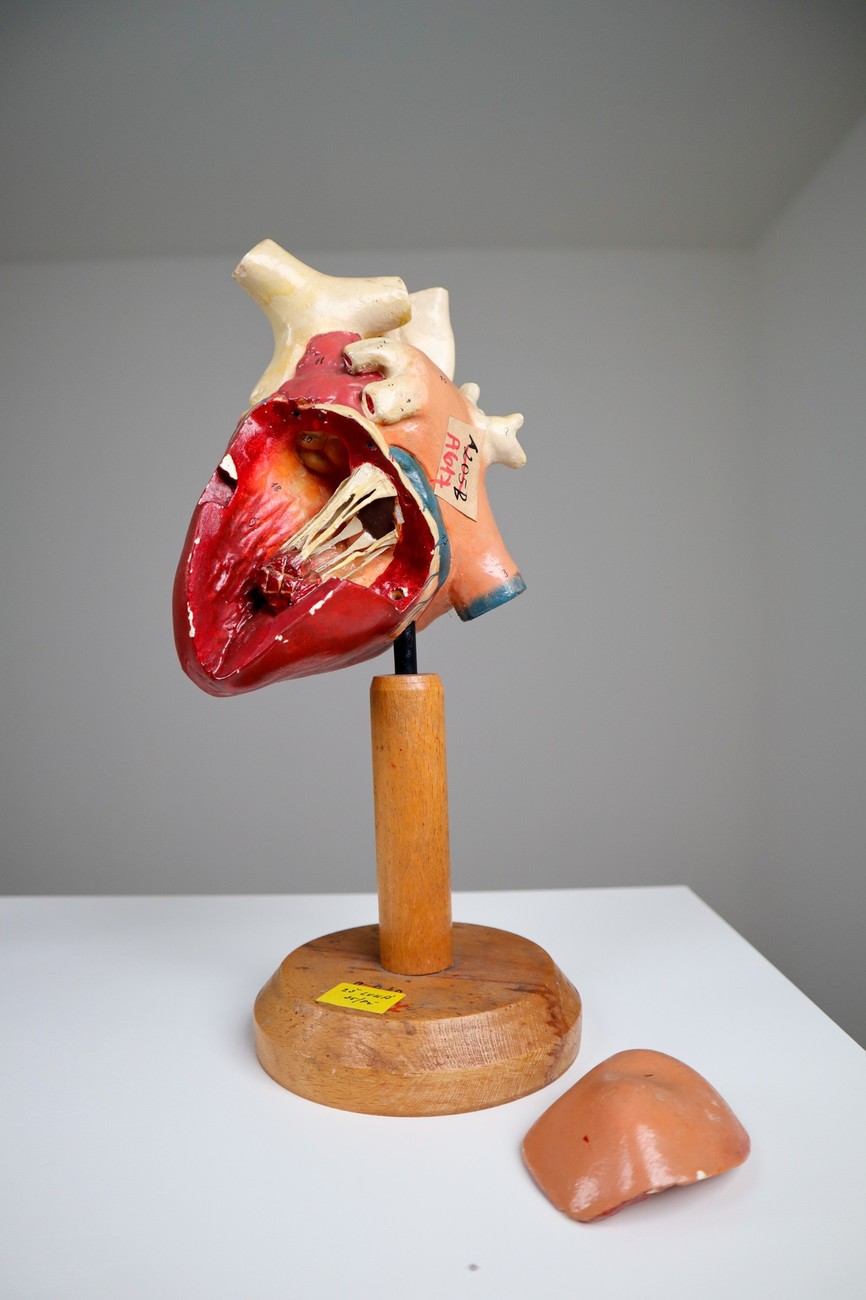 Four Midcentury Anatomical Models of Hearts, Germany 1960s 