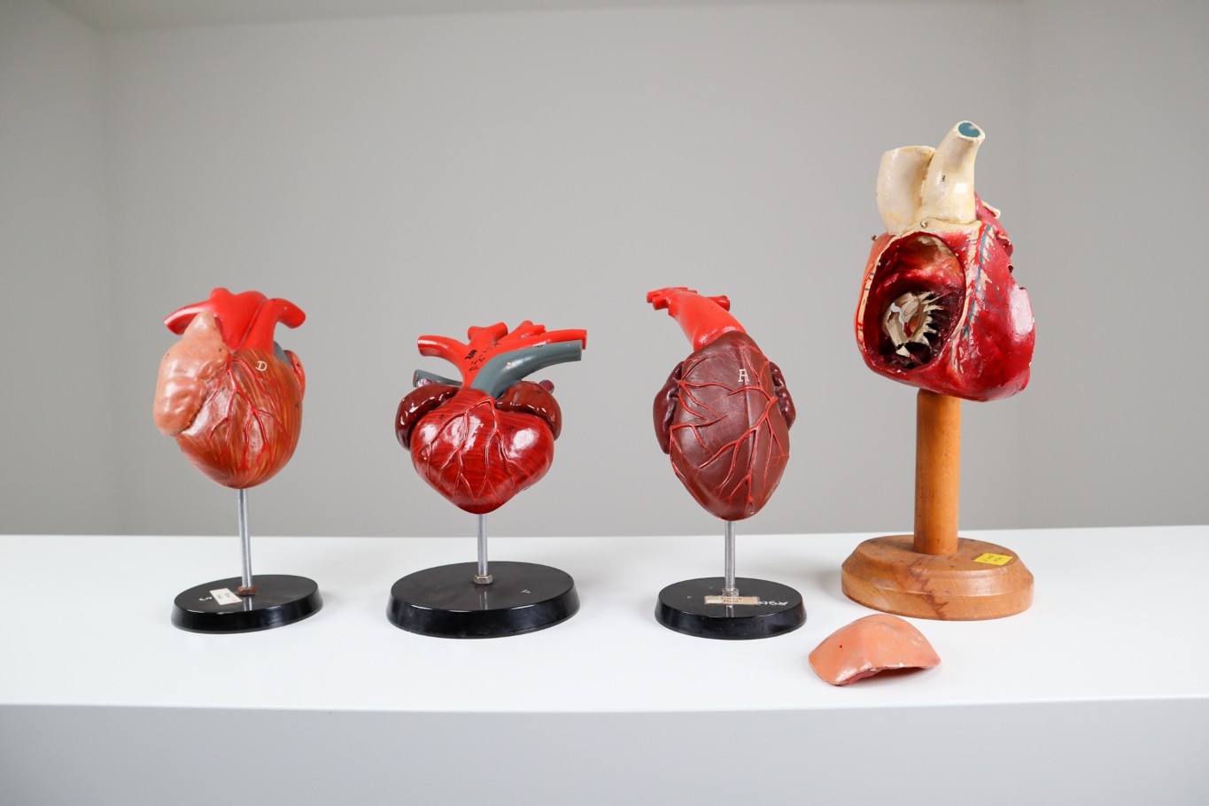 Four Midcentury Anatomical Models of Hearts, Germany 1960s 