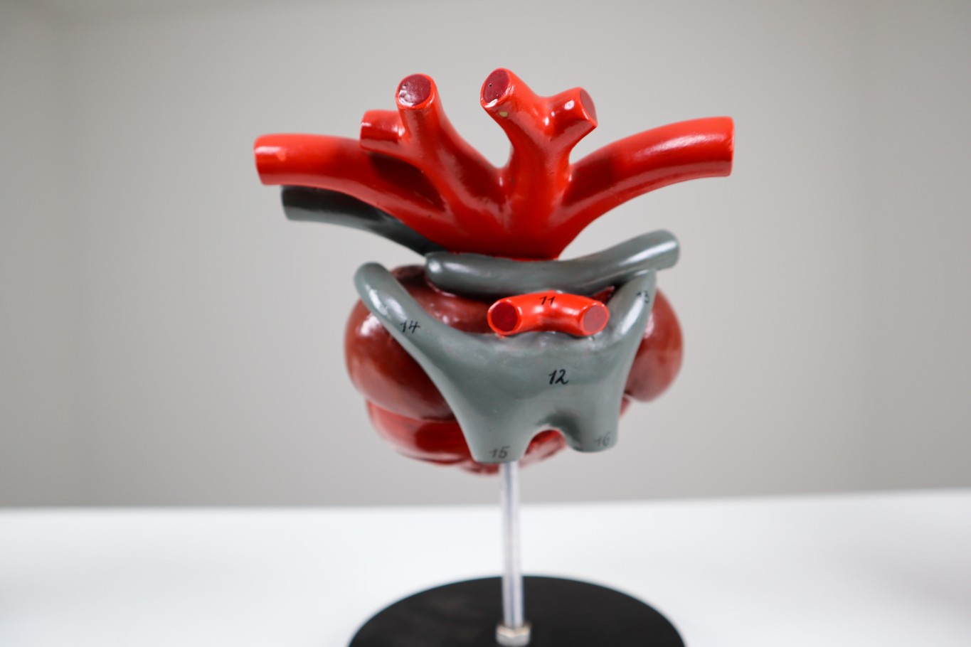 Four Midcentury Anatomical Models of Hearts, Germany 1960s 