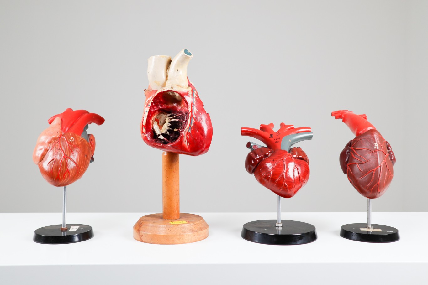 Four Midcentury Anatomical Models of Hearts, Germany 1960s 
