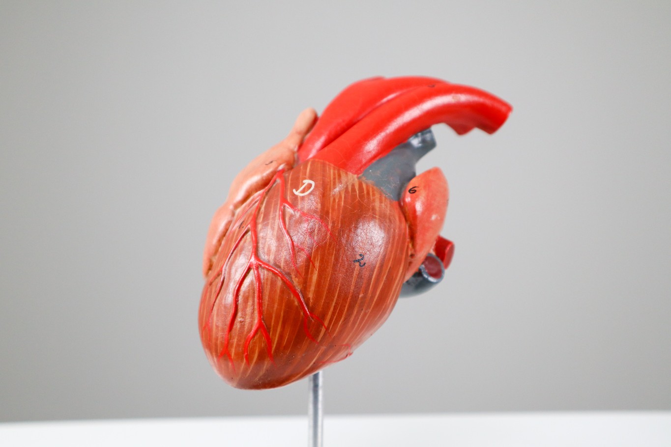 Four Midcentury Anatomical Models of Hearts, Germany 1960s 