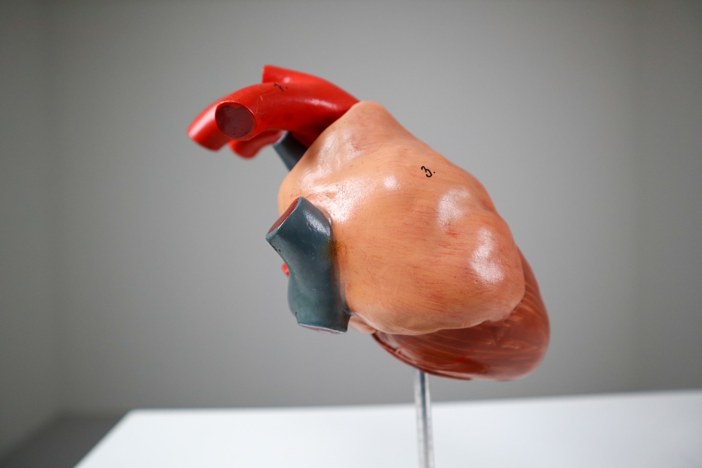 Four Midcentury Anatomical Models of Hearts, Germany 1960s 