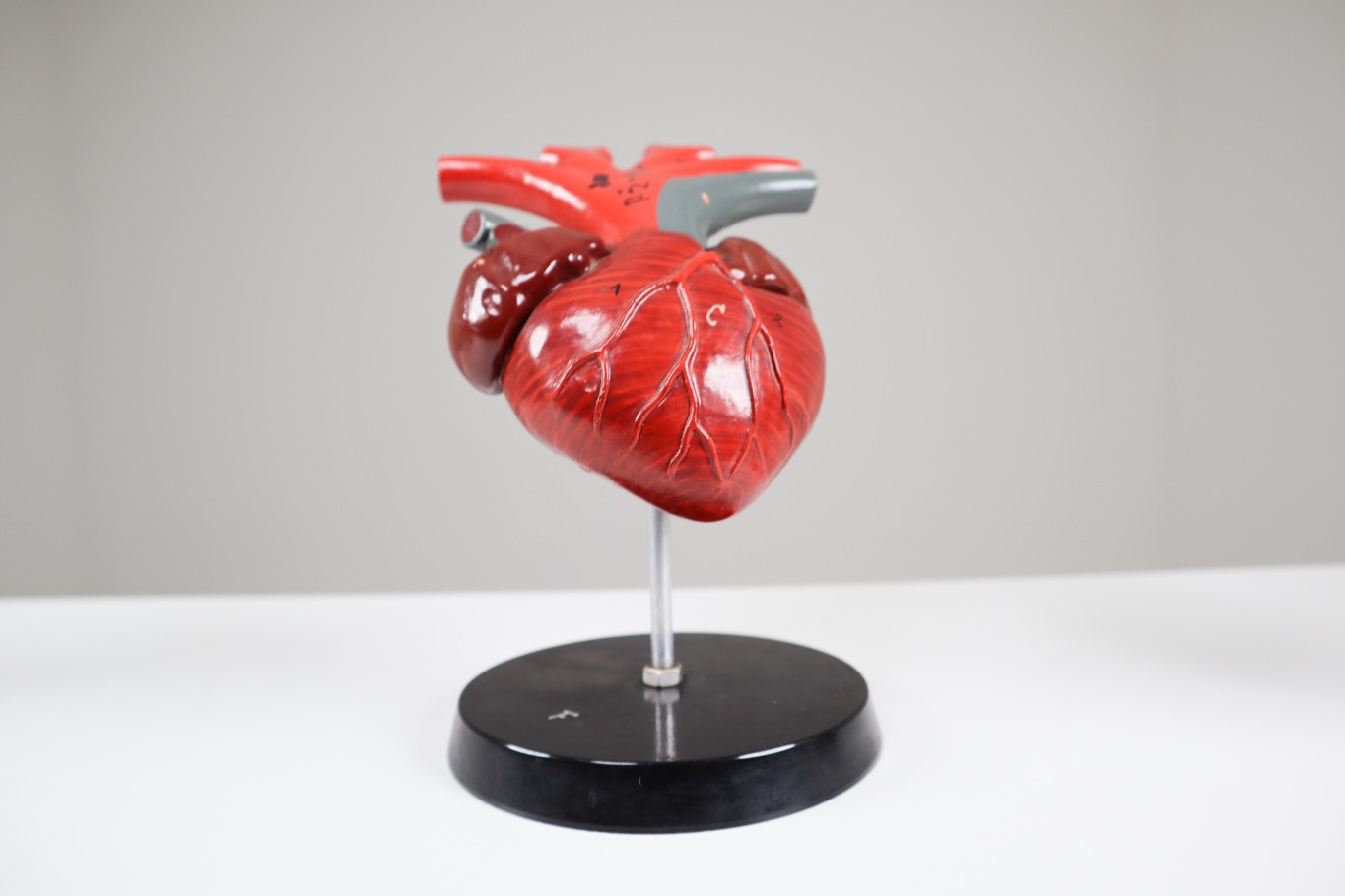 Four Midcentury Anatomical Models of Hearts, Germany 1960s 