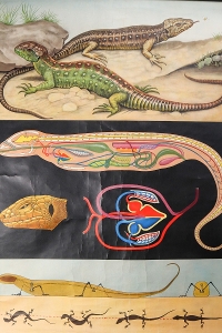 German School Chart/Science/Biology Poster Mid-20th century