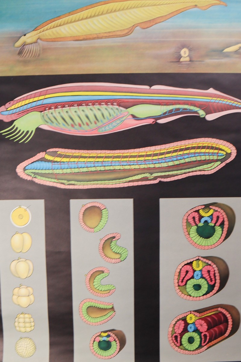 German School Chart/Science/Biology Poster Mid-20th century