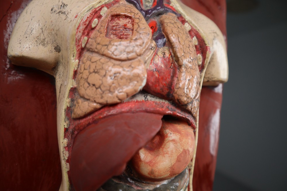 Human medical anatomical Torso model wood and plaster on metal base Czech Republic 1920s . 
