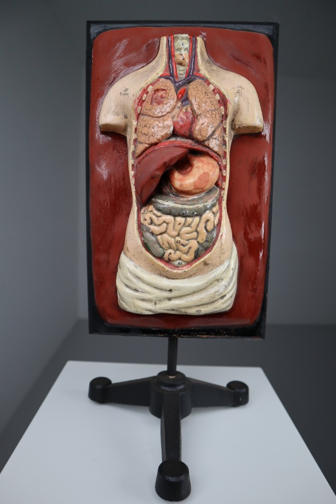 Human medical anatomical Torso model wood and plaster on metal base Czech Republic 1920s . 