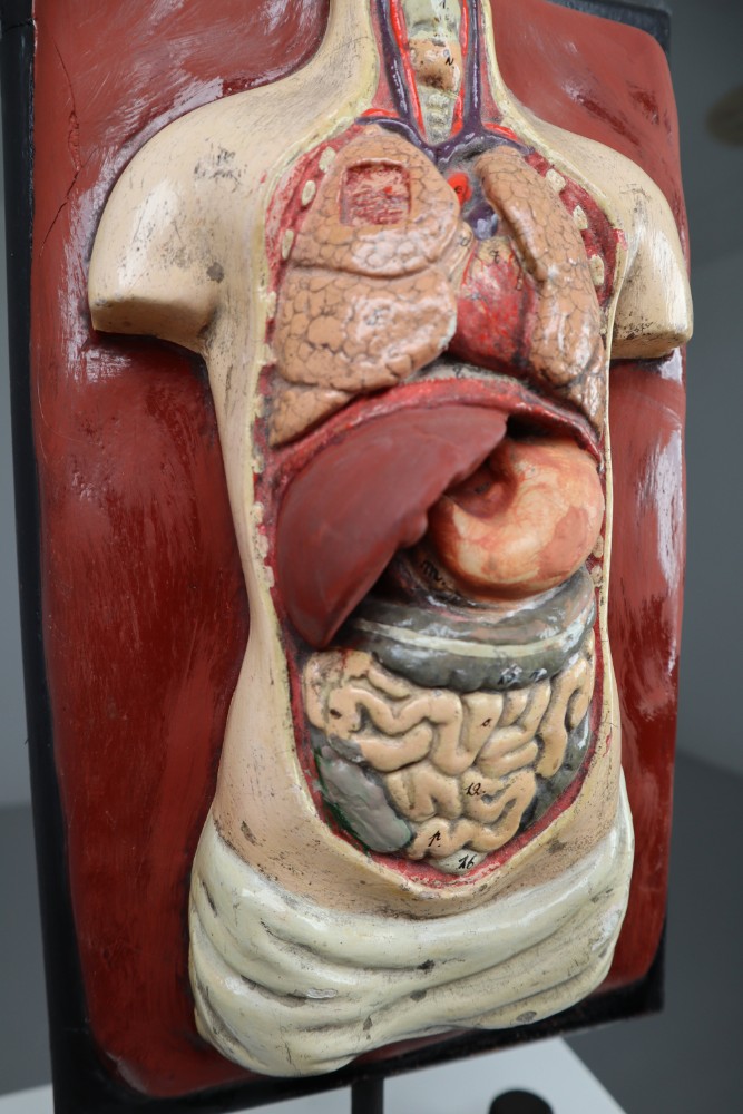Human medical anatomical Torso model wood and plaster on metal base Czech Republic 1920s . 