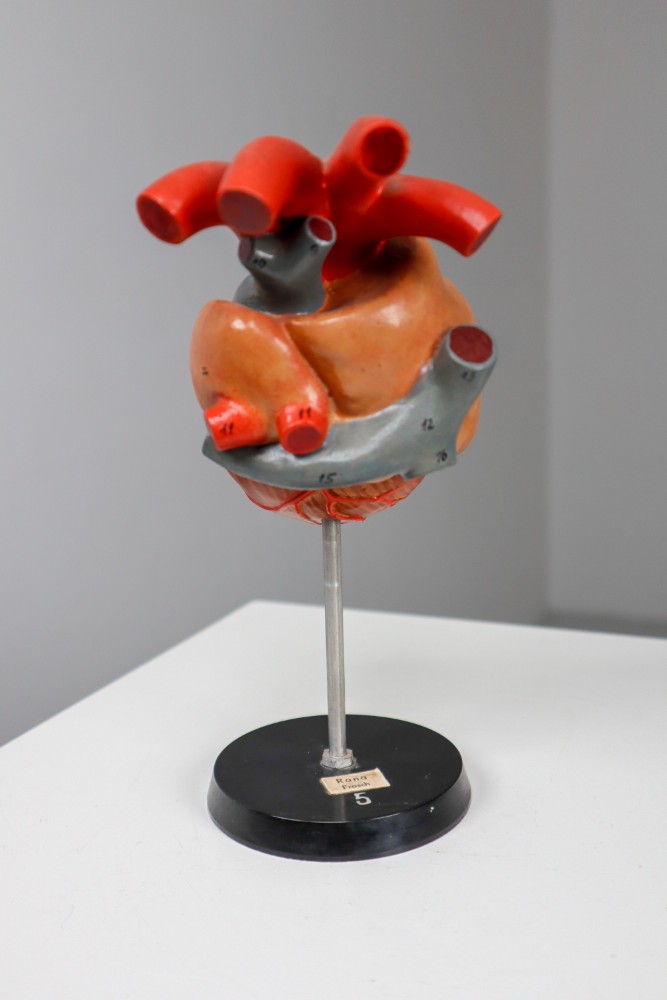 Large Anatomical Teaching Model 