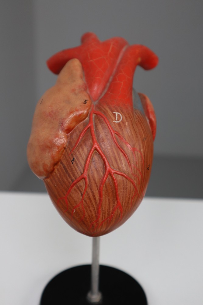 Large Anatomical Teaching Model 