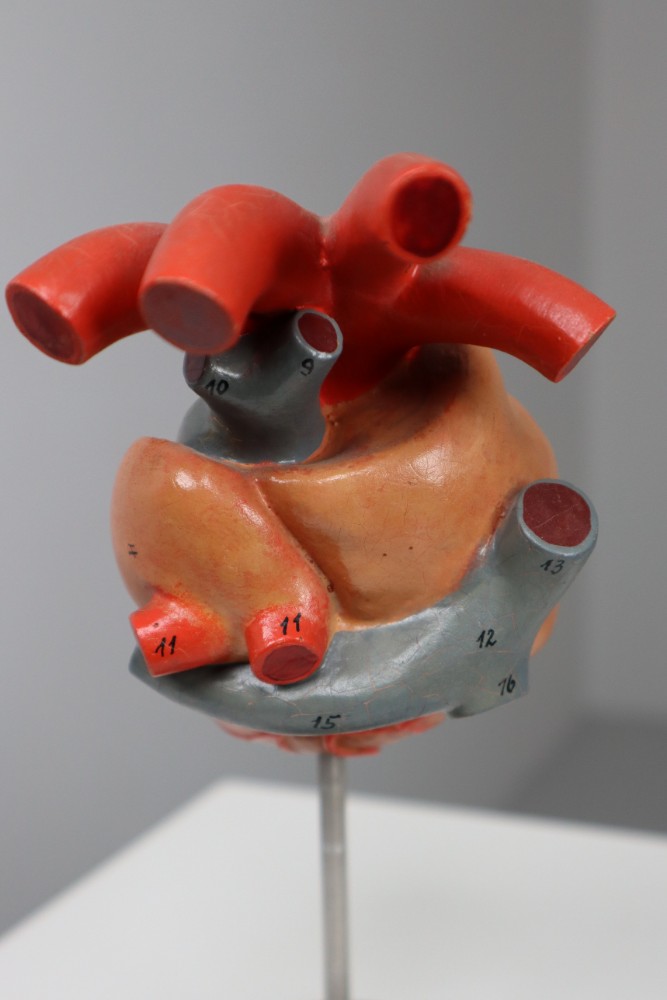 Large Anatomical Teaching Model 