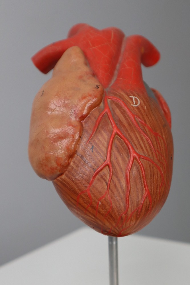 Large Anatomical Teaching Model 