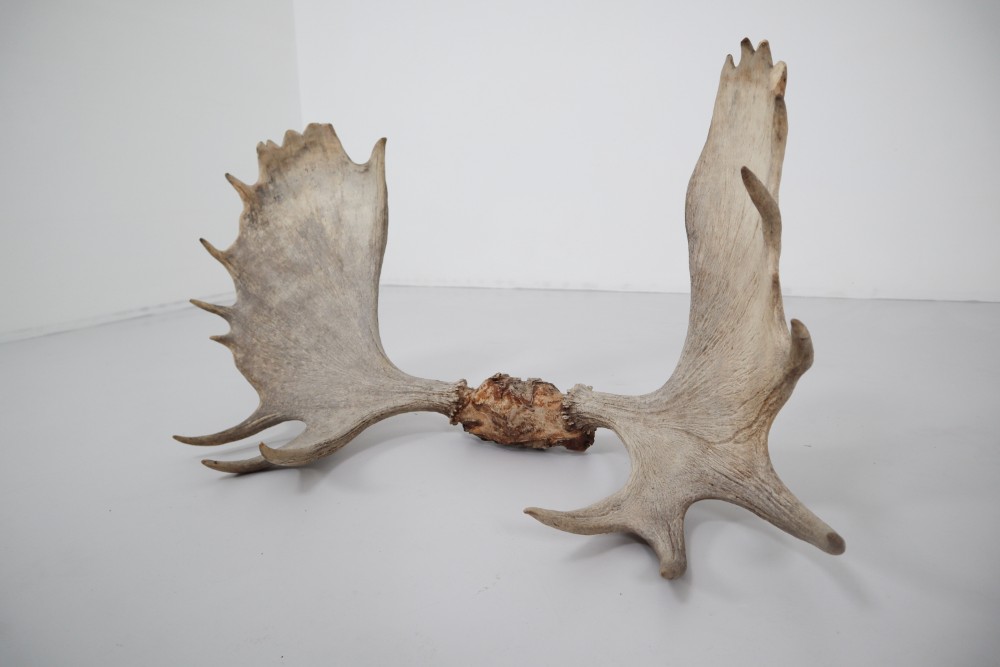 Large Moose Antler Mid-20th century