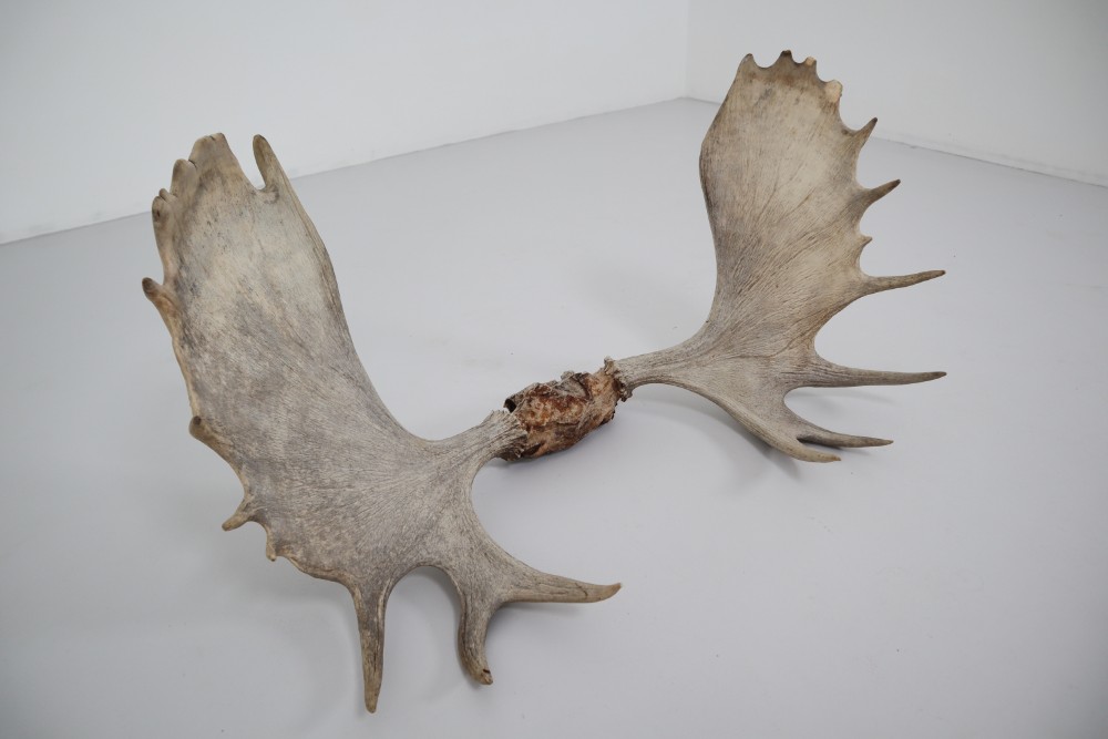 Large Moose Antler Mid-20th century