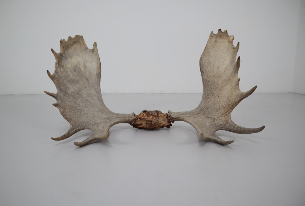 Large Moose Antler Mid-20th century