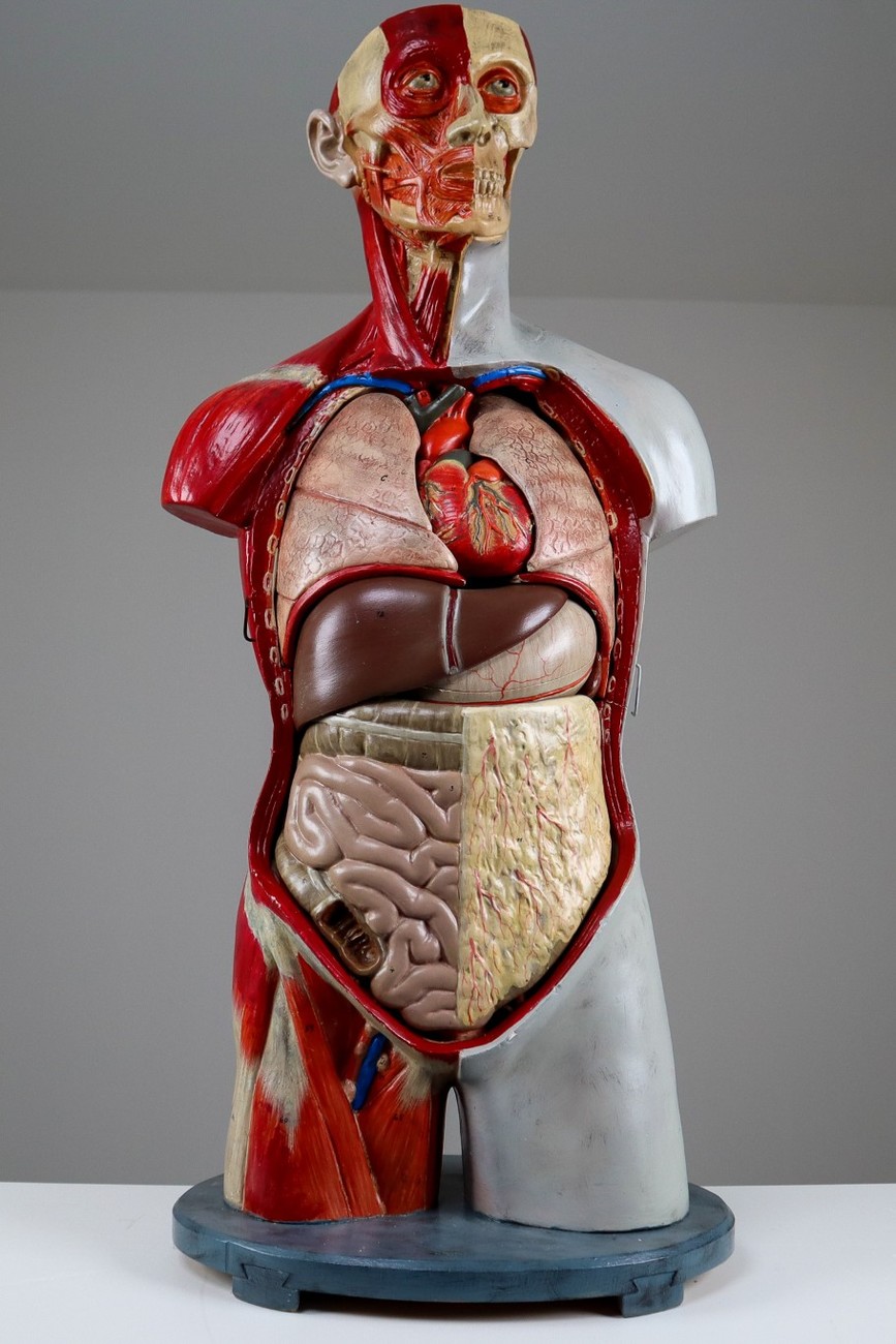 Male Anatomical Bust Made in Germany, 1930 Mid-20th century