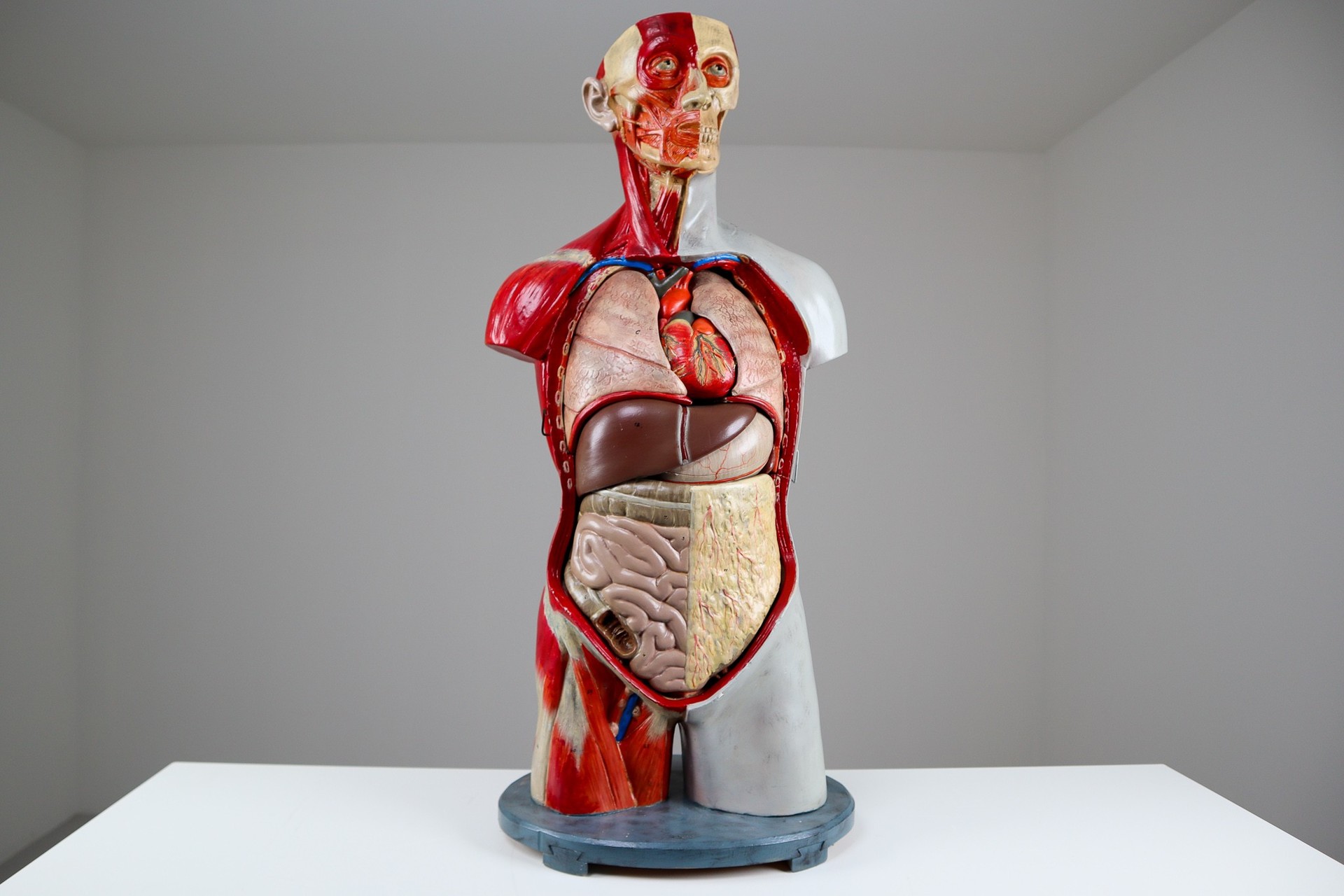 Male Anatomical Bust Made in Germany, 1930 Mid-20th century