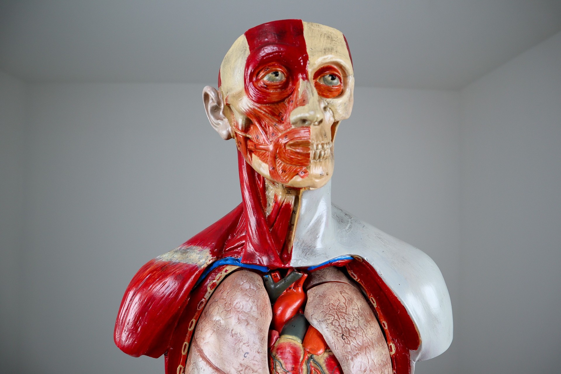 Male Anatomical Bust Made in Germany, 1930 Mid-20th century