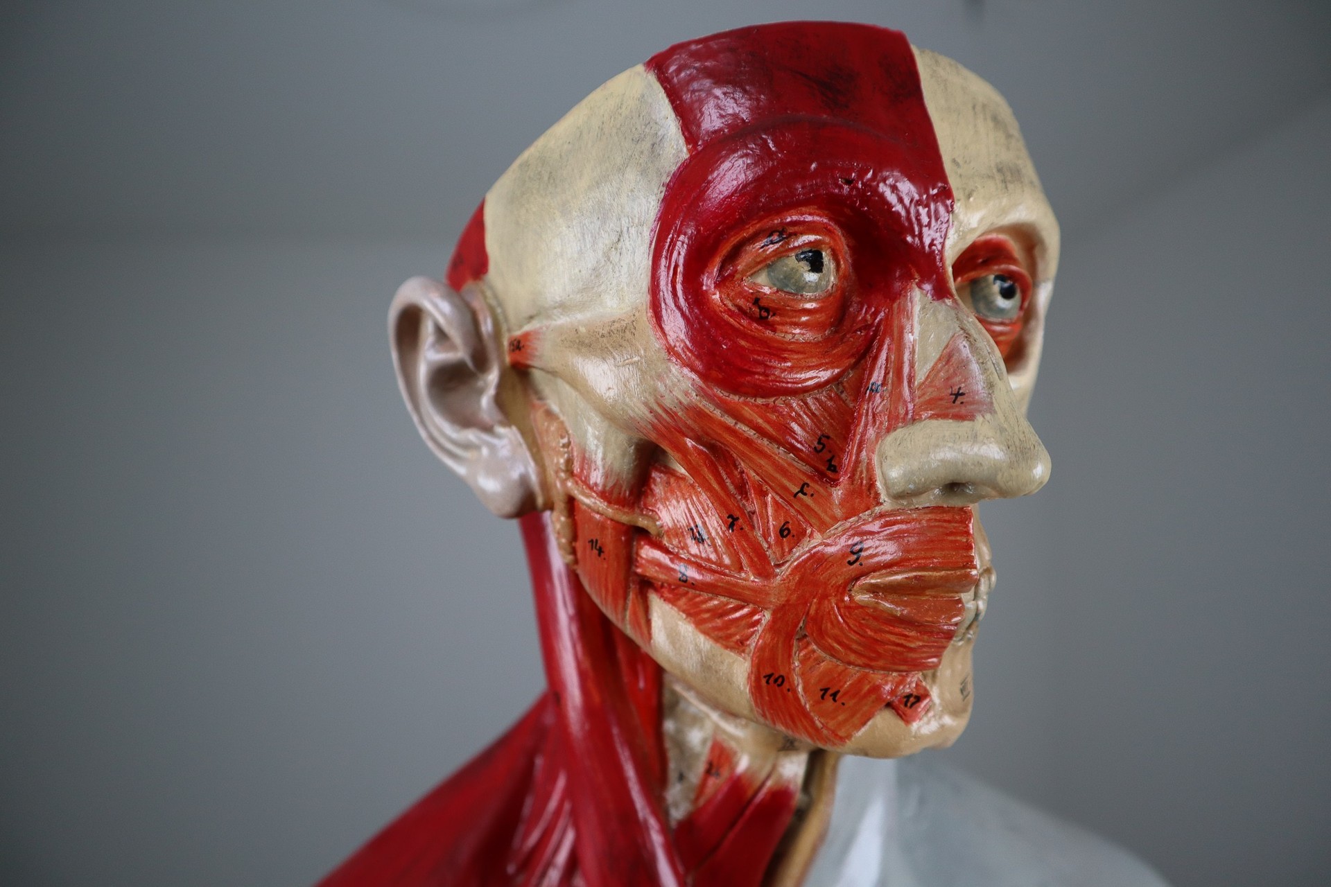 Male Anatomical Bust Made in Germany, 1930 Mid-20th century