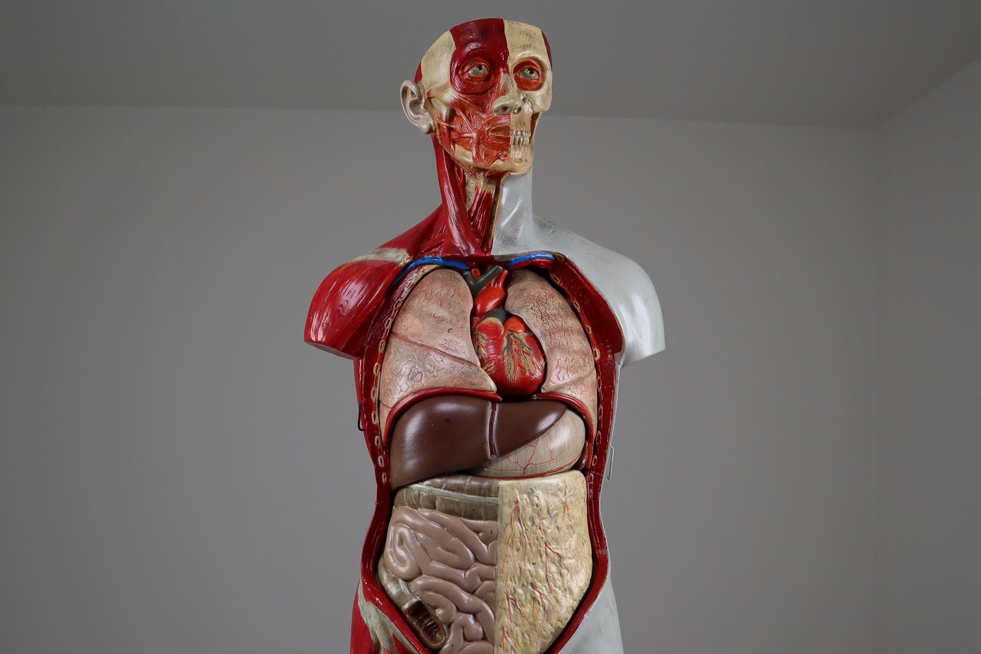 Male Anatomical Bust Made in Germany, 1930 Mid-20th century