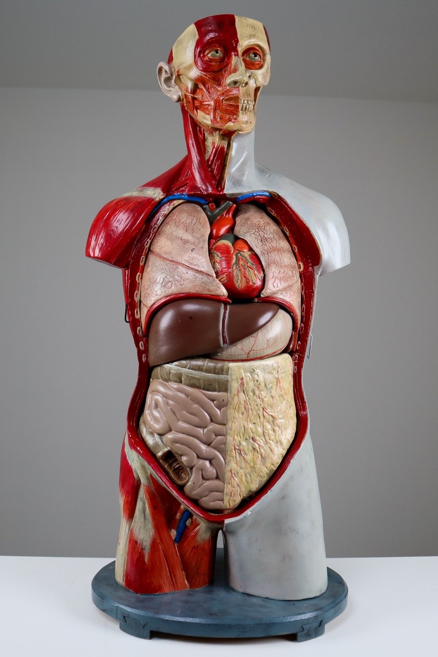 Male Anatomical Bust Made in Germany, 1930 Mid-20th century