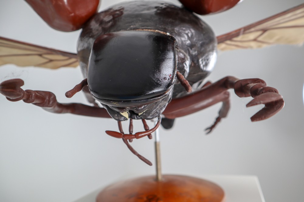 Midcentury Large Early Anatomical Model of a Flying Beetle, Praque, 1950s Mid-20th century