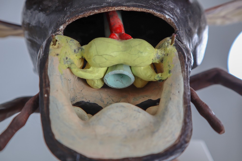 Midcentury Large Early Anatomical Model of a Flying Beetle, Praque, 1950s Mid-20th century