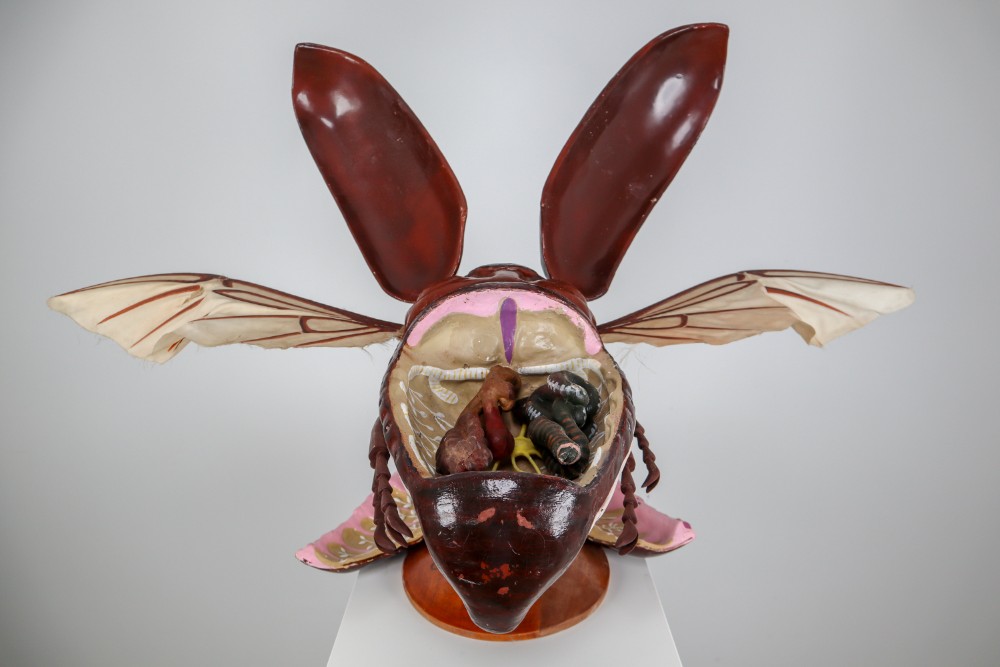 Midcentury Large Early Anatomical Model of a Flying Beetle, Praque, 1950s Mid-20th century