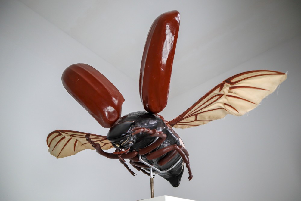 Midcentury Large Early Anatomical Model of a Flying Beetle, Praque, 1950s Mid-20th century