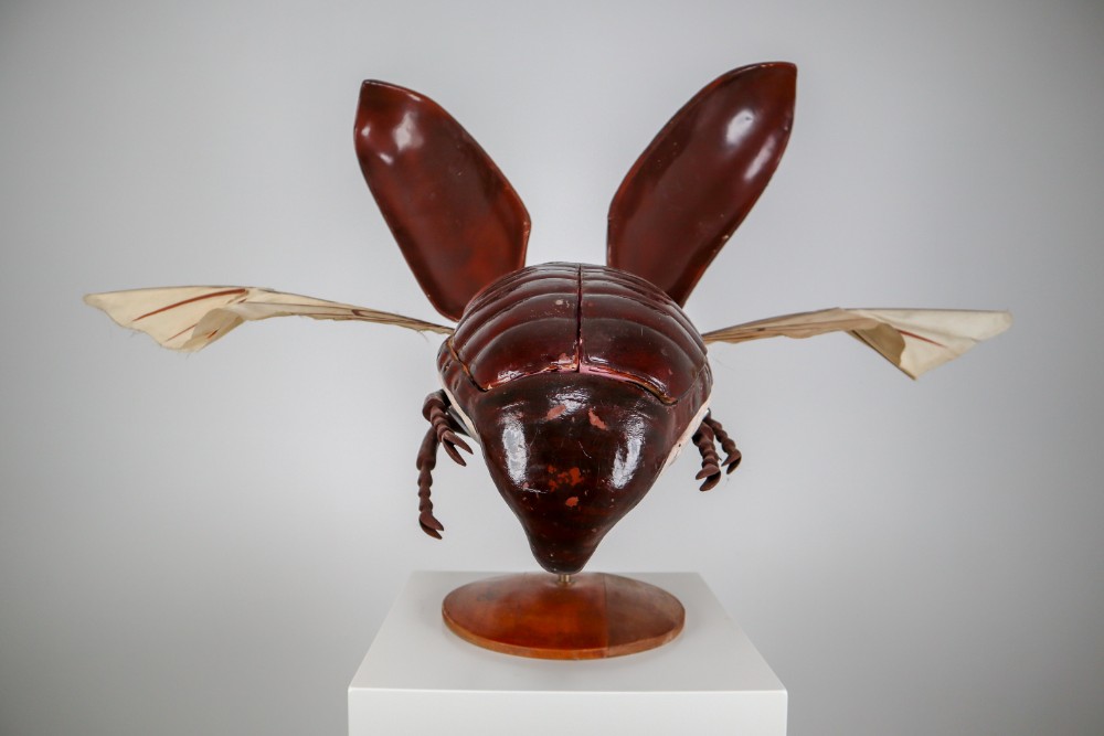 Midcentury Large Early Anatomical Model of a Flying Beetle, Praque, 1950s Mid-20th century