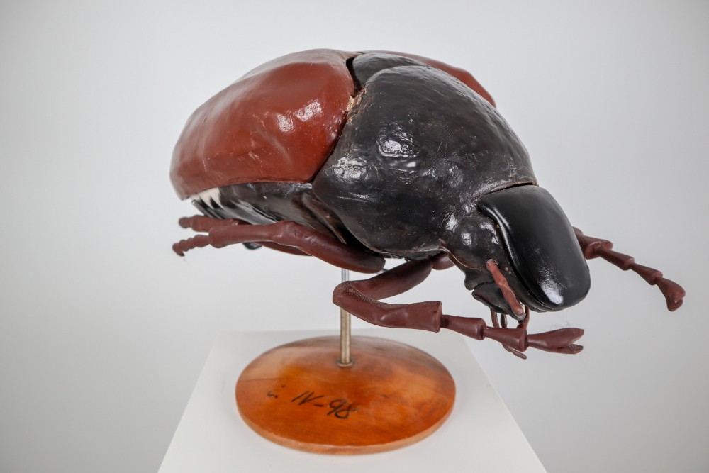 Midcentury Large Early Anatomical Model of a Flying Beetle, Praque, 1950s Mid-20th century