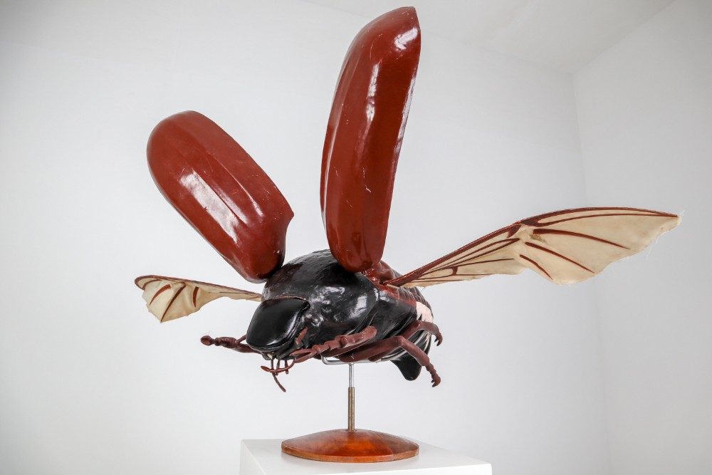 Midcentury Large Early Anatomical Model of a Flying Beetle, Praque, 1950s Mid-20th century