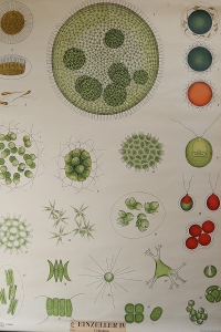 Vintage German School Chart/Science/Biology Poster 