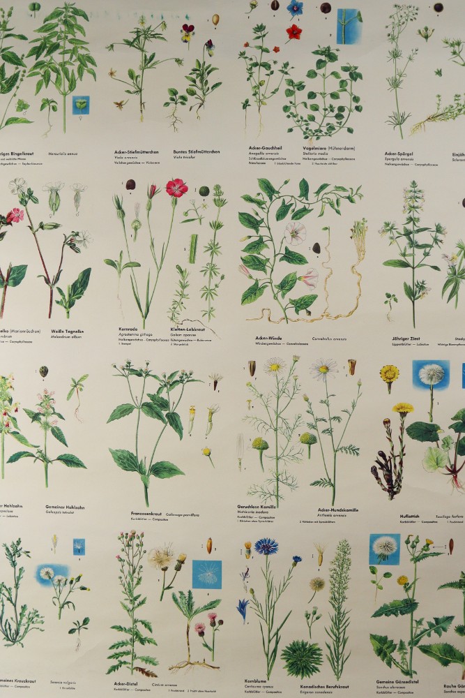 Vintage German School Chart/Science/Biology Poster 