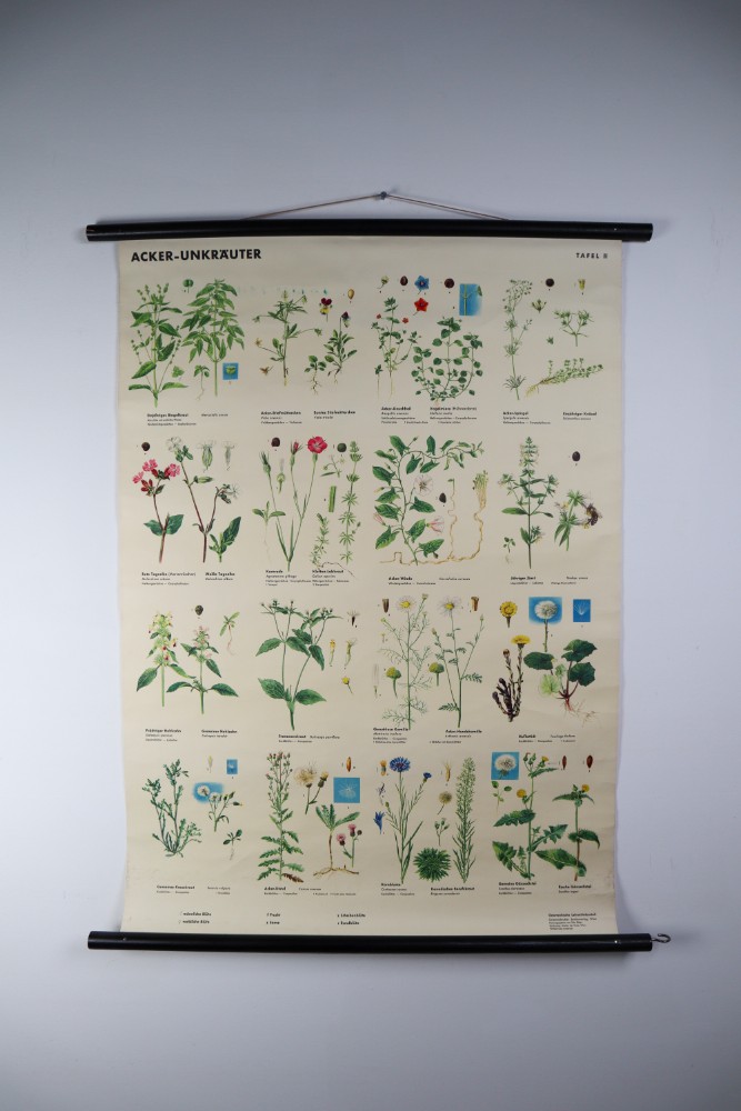 Vintage German School Chart/Science/Biology Poster 