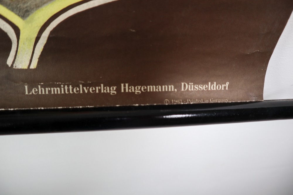 Vintage Wall-School Chart From Jung-Koch-Quentell 1960s Mid-20th century