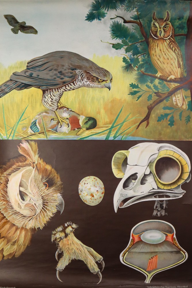 Vintage Wall-School Chart From Jung-Koch-Quentell 1960s Mid-20th century