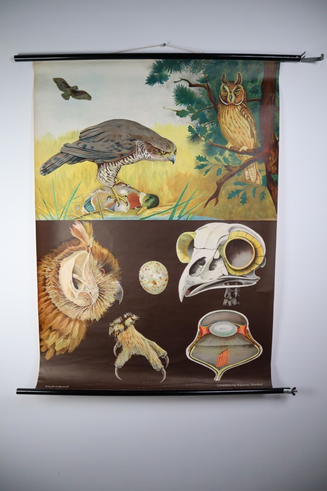 Vintage Wall-School Chart From Jung-Koch-Quentell 1960s Mid-20th century